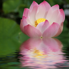 fleur aquatique
