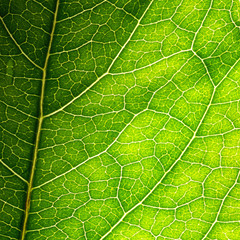 green leaf texture