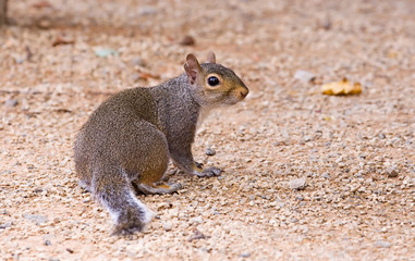 Grey squirrel