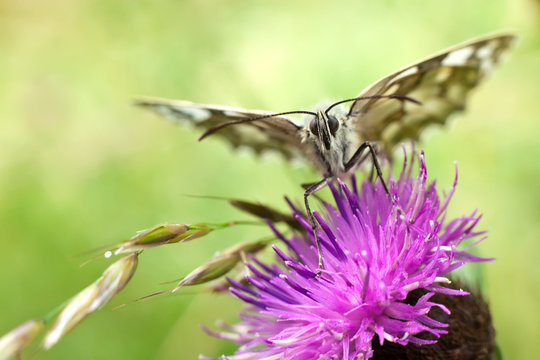 butterfly on centaurea