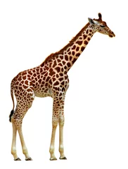 Crédence de cuisine en verre imprimé Girafe girafe
