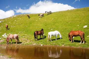 Naklejka na ściany i meble Horses near a pond in mountains