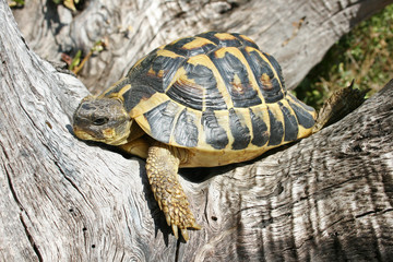 Tortue d'hermann