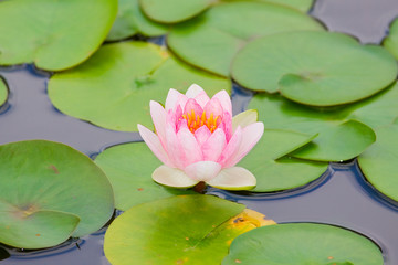 water lily