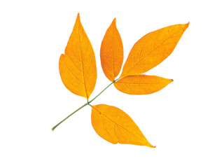 isolated  leaf