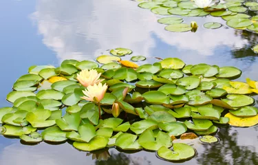 Acrylic prints Waterlillies yellow water lily