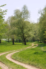 Obraz premium Summer landscape with wood road