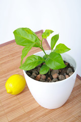 Baby plant in small flower pot and lemon