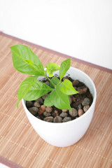 Baby plant in small flower pot. Isolated on white background.
