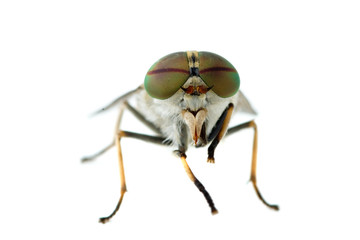 Gadfly macro © Roman Ivaschenko