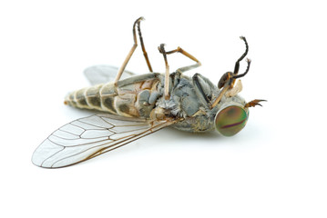 Dead gadfly