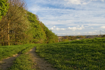Path near forest
