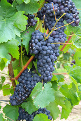 Weintraube rot - grape red 02