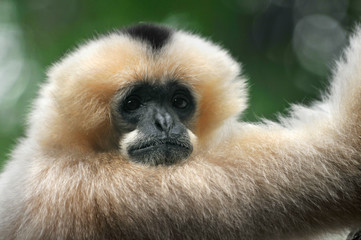 White-Cheeked Gibbon Monkey