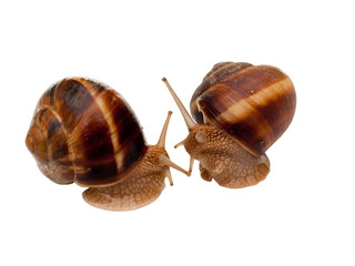 Two brown garden snail