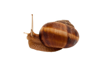 Brown garden snail