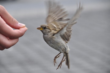 zutraulicher Spatz