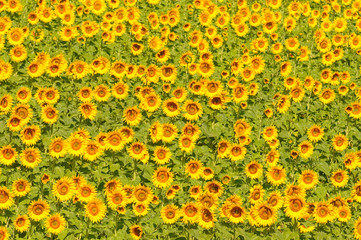 Sunflower field, shallow focus