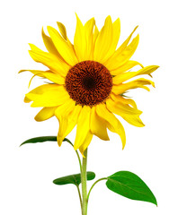 Fototapeta premium Yellow sunflower isolated on white background