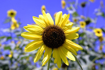 sunflower