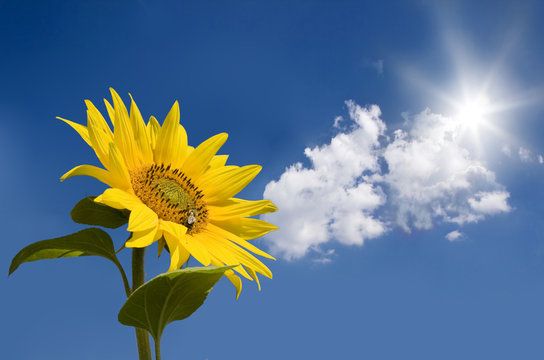 Sunflower against sunny blue sky