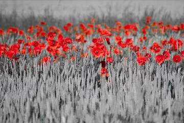 Printed roller blinds Red, black, white red poppies black white