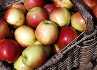 Äpfel