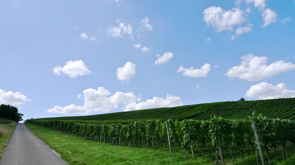 Fototapeta na wymiar Region winiarski