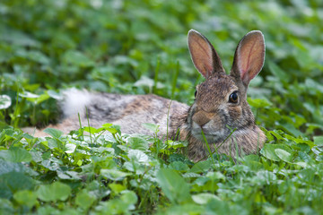 Jack Rabbit Resting