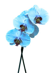 blue orchid on white background