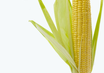 Corn