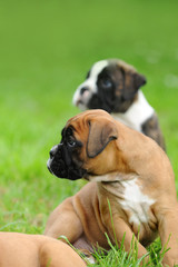 Boxerbabys