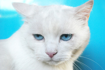 Beau Chat blanc yeux bleu - expression méfiante