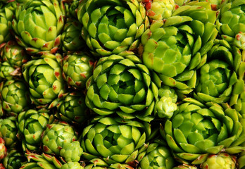 Fototapeta premium Decorative plant