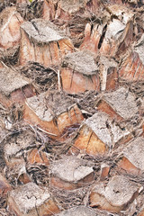 Closeup of palm bole