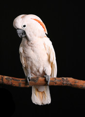 Calm Male Moluccan Cockatoo on Black