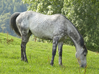 Obraz na płótnie Canvas PROFIL HORSE