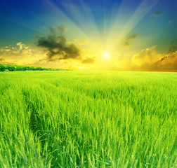 field of wheat on a background sunset
