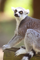 Lemur