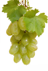 gr&uuml;ne weintrauben,obst