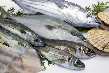 鮮魚