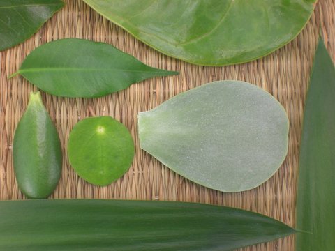 Bl&auml;tter, Natur