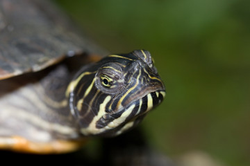 Fototapeta na wymiar Schildkröten Kopf