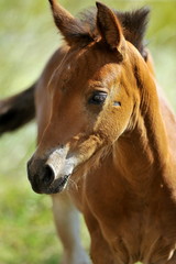 Fototapeta premium Braunes Fholen - Pferd