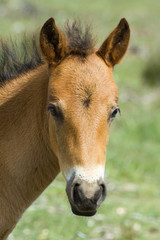 foal.5276