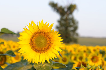 Fototapeta premium sunflower blooming