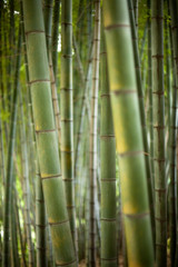 Fototapeta premium forest