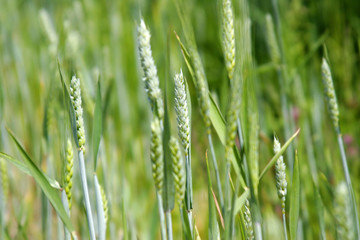 Green wheat close up at spring