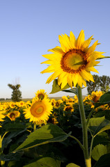 sunflower with blue sky in background