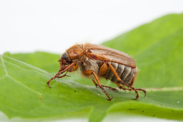 Junikäfer Amphimallon solstitiale